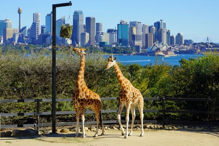 deux girafes au Taronga Zoo