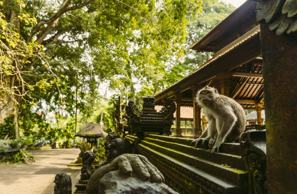 monkey forest bali