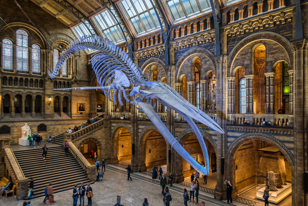 national history museum londres