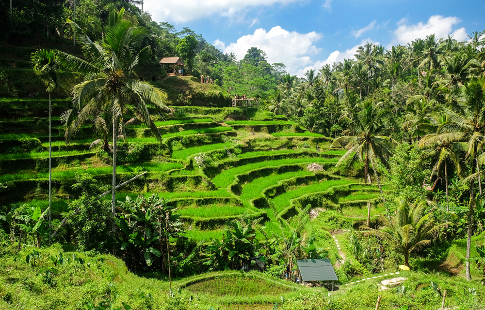 tegallalang rice terraces bali