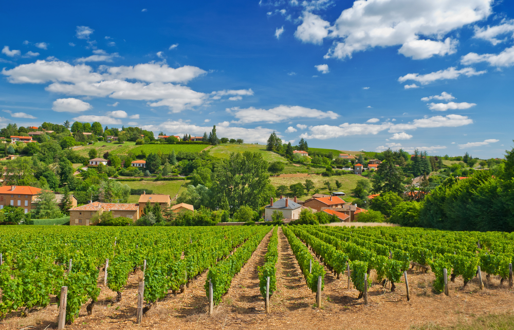 region viticole beaujolais